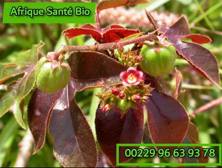 Lire la suite à propos de l’article SIDA et Jatropha : Faux le Faux le Jatropha Rouge ne Soigne pas le SIDA à lui Seul