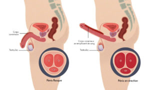 Lire la suite à propos de l’article Traitement Naturel Dysfonction Erectile Soin Naturel