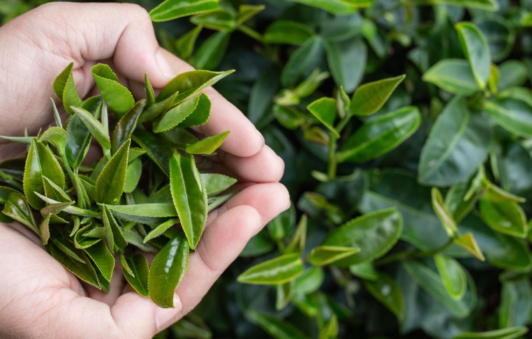 Lire la suite à propos de l’article Syndrome des ovaires polykystique Traitement naturel contre SOPK