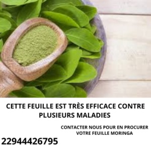 Lire la suite à propos de l’article les vertus du moringa : Les merveilles du moringa dans la vie