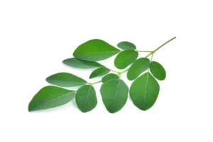 Les merveilles du moringa