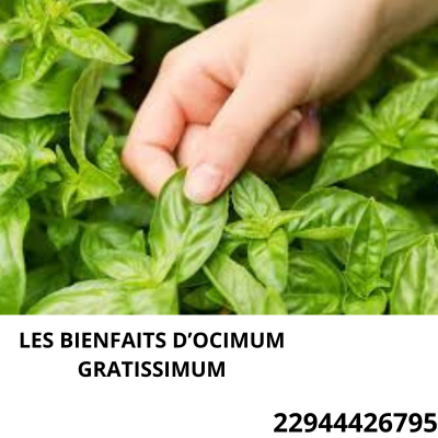 Lire la suite à propos de l’article Les vêtues d’ocimum gratissimum: les bienfaits d’ocimum gratissimum dans la vie