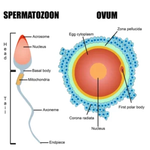 Remède naturel contre Azoospermie 