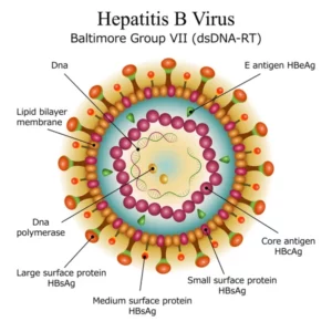 Remède naturel contre hépatite B